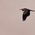 ©TRENDY Report | Orniterapia