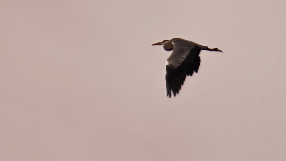 ©TRENDY Report | Orniterapia