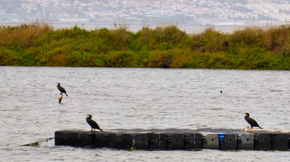 ©TRENDY Report | Orniterapia