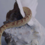 ©Katherinne Fiedler