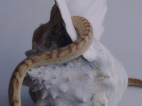 ©Katherinne Fiedler