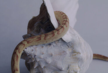 ©Katherinne Fiedler